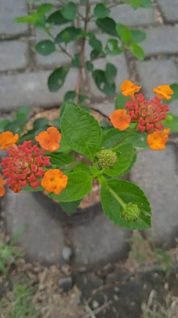 Lamtana Orange Color Blooms — Others for sale on Inflos