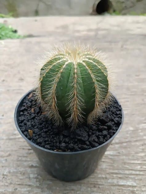 Cactus Parodia/ Cactus Ball — Succulents for sale on Inflos