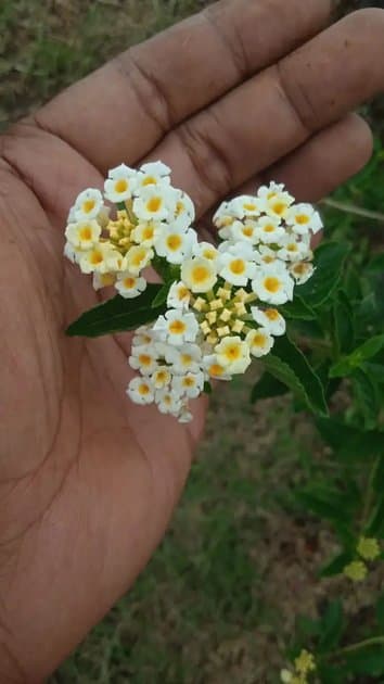 Lamtana White Color Blooms — Others for sale on Inflos