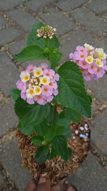 Lamtana Purple Medium Flowers — Others for sale on Inflos