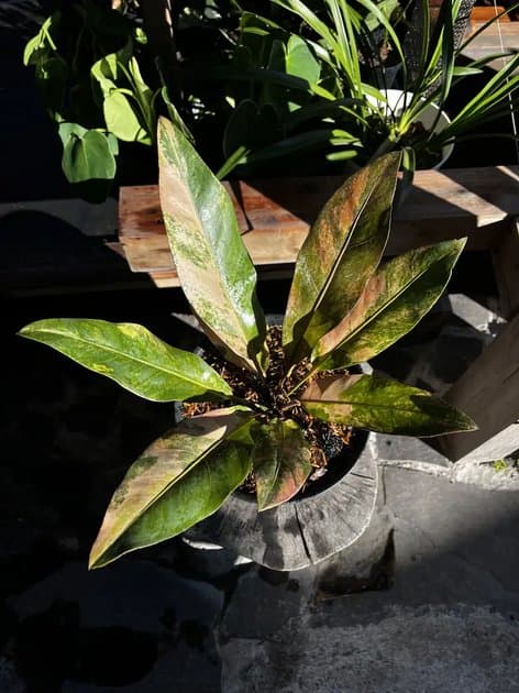 Anthurium Hookeri Red — Anthuriums for sale on Inflos