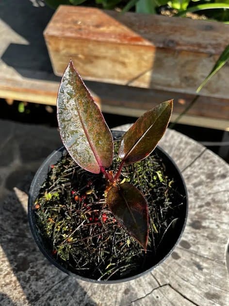 Anthurium Hookeri Black Purple — Anthuriums for sale on Inflos