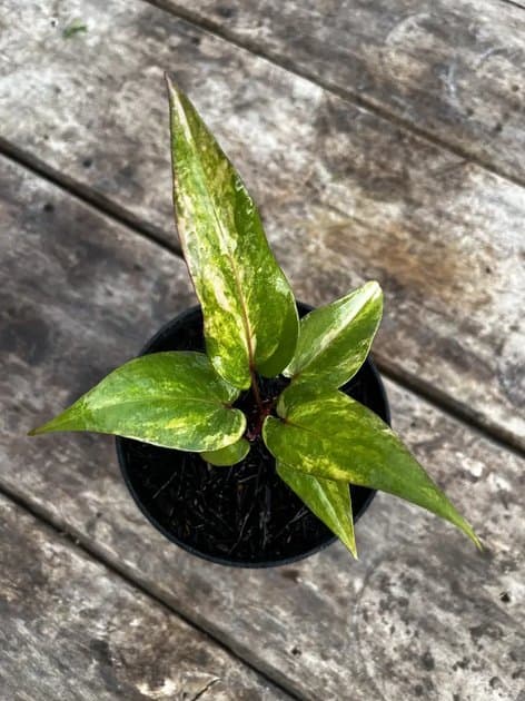 ANTHURIUM HOOKERI PINK — Anthuriums for sale on Inflos