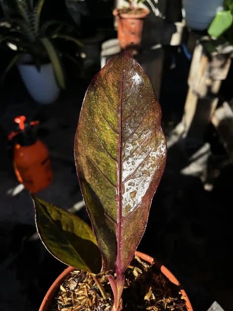 Anthurium Hookeri Red Maroon — Anthuriums for sale on Inflos