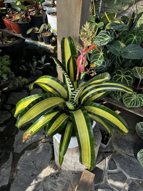 Bromelia Samurai — Others for sale on Inflos