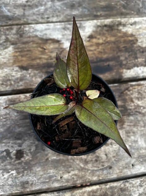 ANTHURIUM HOOKERI BLACK RED — Anthuriums for sale on Inflos