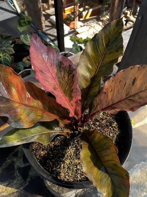 Anthurium Hookeri Pink — Anthuriums for sale on Inflos