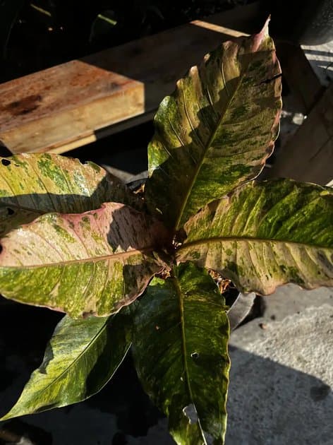 Anthurium Hookeri Pink — Anthuriums for sale on Inflos