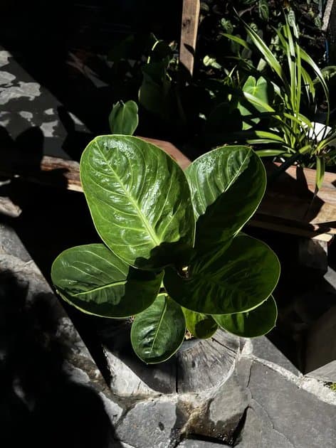 Anthurium Jemani Mangkok Lost Id — Anthuriums for sale on Inflos