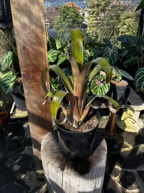 Bromelia Achmea — Succulents for sale on Inflos