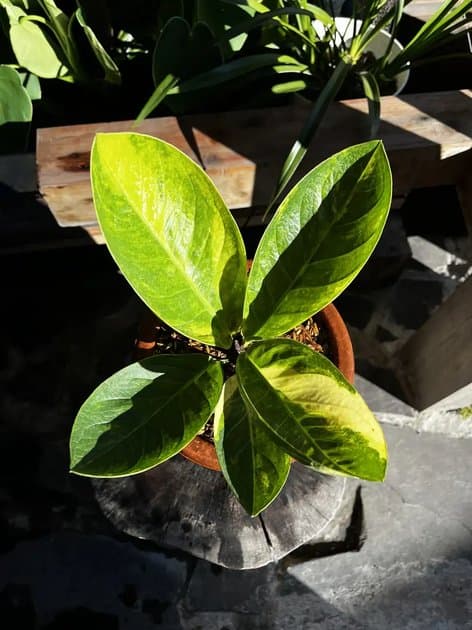 Anthurium Jemani Mangkok Variegata — Anthuriums for sale on Inflos