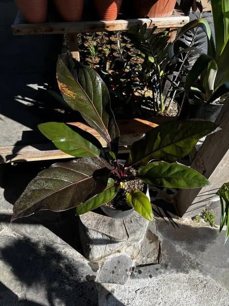 Anthurium Hookeri Black Variegated Red — Anthuriums for sale on Inflos