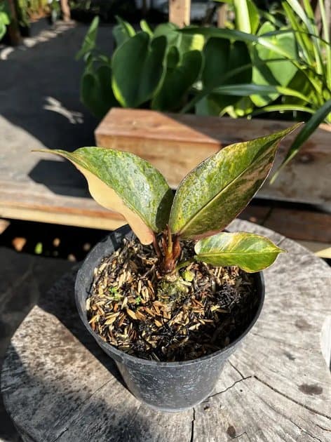 Anthurium Hookeri Red — Anthuriums for sale on Inflos