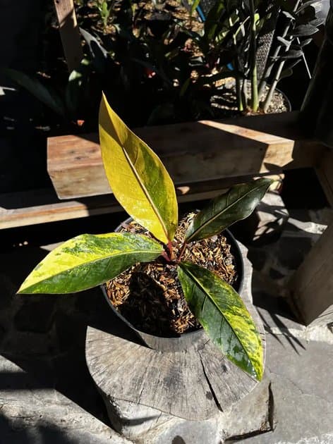 Anthurium Hookeri Variegated Yellow — Anthuriums for sale on Inflos