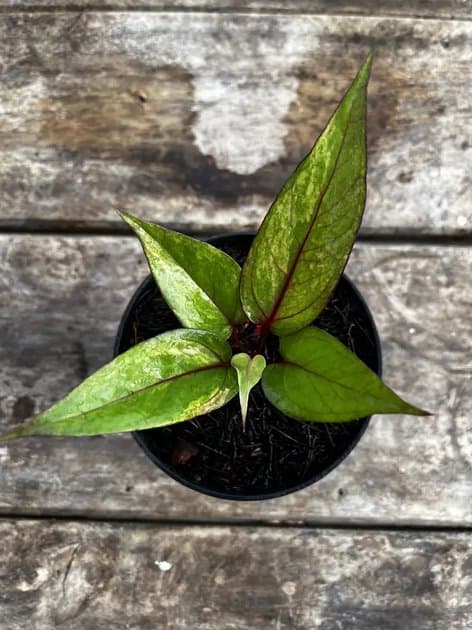 ANTHURIUM HOOKERI RED — Anthuriums for sale on Inflos