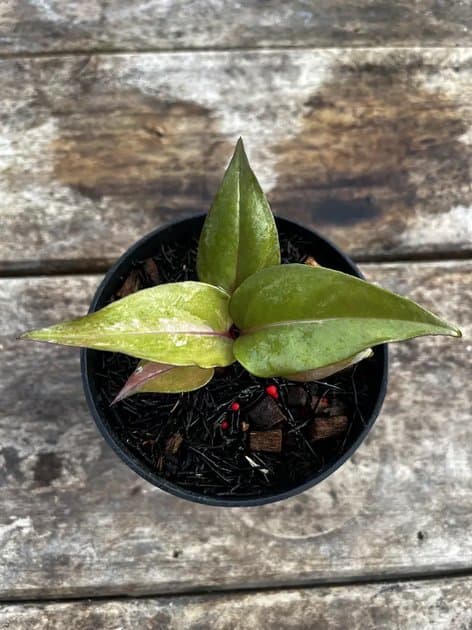 ANTHURIUM HOOKERI PINK VARIEGATED — Anthuriums for sale on Inflos