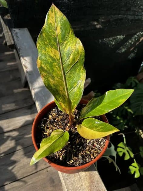 Anthurium Hookeri Variegated Yellow — Anthuriums for sale on Inflos