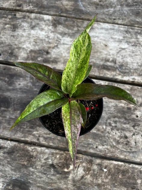 ANTHURIUM HOOKERI PINK MERRY — Anthuriums for sale on Inflos