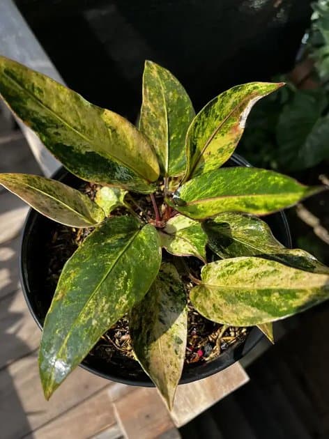 Anthurium Hookeri Pink Grove — Anthuriums for sale on Inflos