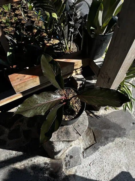 Anthurium Hookeri Beauty Black Variegated Red — Anthuriums for sale on Inflos