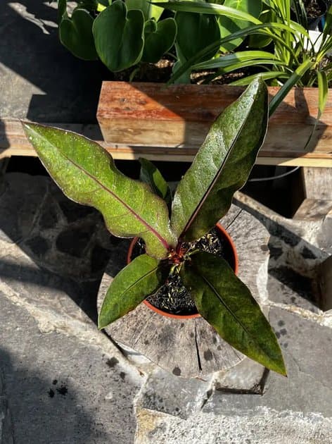 Anthurium Hookeri Beauty — Anthuriums for sale on Inflos