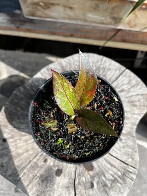 Anthurium Hookeri Red — Anthuriums for sale on Inflos
