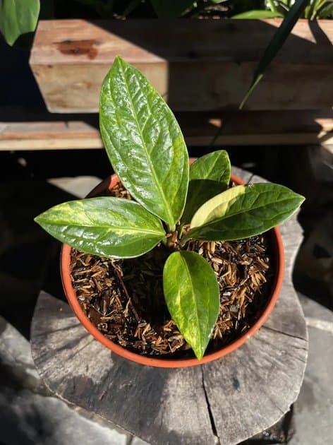 Anthurium Jemani Variegated Lost Id — Anthuriums for sale on Inflos