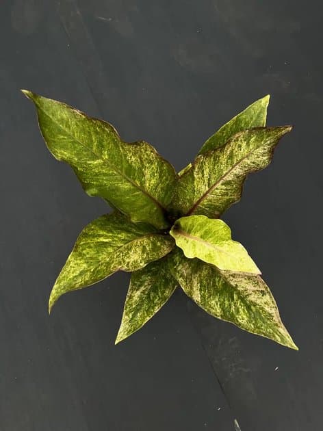 Anthurium Hookeri Beauty Variegated Pink Marble — Anthuriums for sale on Inflos