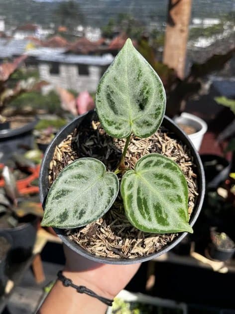 Anthurium Dorayaki Silver Blush — Anthuriums for sale on Inflos