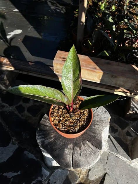 Anthurium Hookeri Beauty Variegated Pink — Anthuriums for sale on Inflos