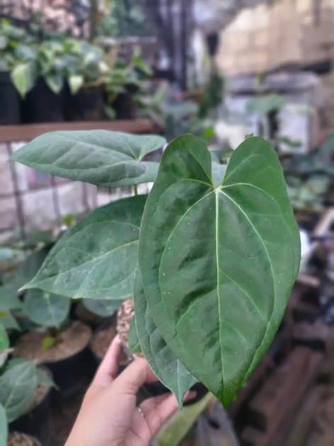 Anthurium Goliath — Anthuriums for sale on Inflos