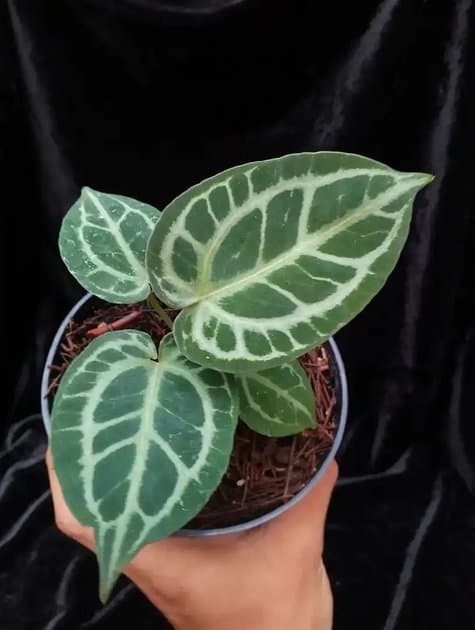 Anthurium Tortoise — Anthuriums for sale on Inflos