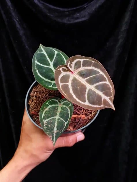 Anthurium Red Tiger — Anthuriums for sale on Inflos