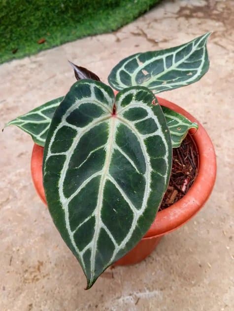 Red Tiger x Doc Block — Anthuriums for sale on Inflos