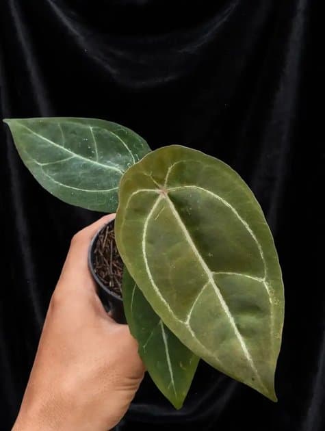 Forgetii White Strip — Anthuriums for sale on Inflos