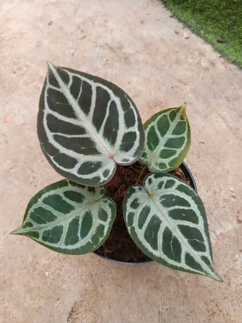Red Tiger Purple — Anthuriums for sale on Inflos