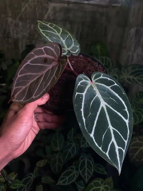 Zarra Michelle — Anthuriums for sale on Inflos