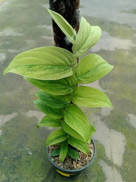 Rh Tinus Lemon Lime — Others for sale on Inflos