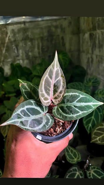 Black Crystalinum x Red Crystalinum — Anthuriums for sale on Inflos