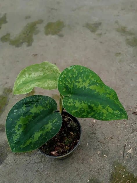 SC.macan (green Army) — Others for sale on Inflos