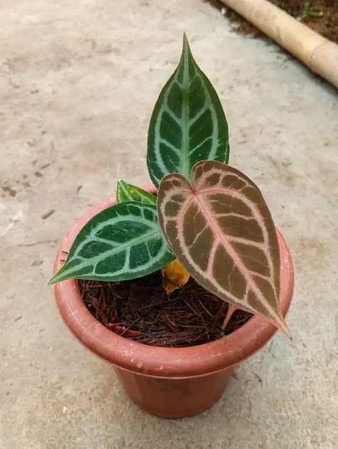Rc x Zarra Michelle — Anthuriums for sale on Inflos