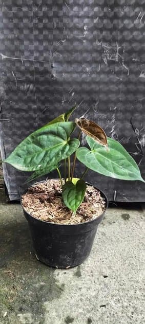 Anthurium Df Hybrid — Anthuriums for sale on Inflos