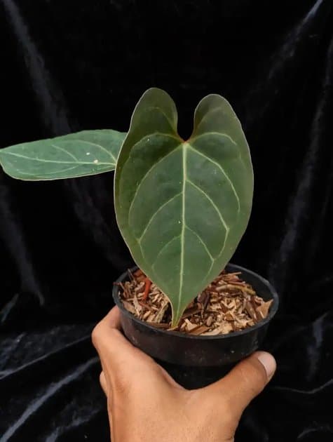Kos x Portilae — Anthuriums for sale on Inflos