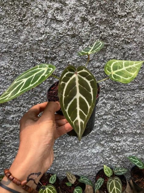 Zarra Michelle — Anthuriums for sale on Inflos