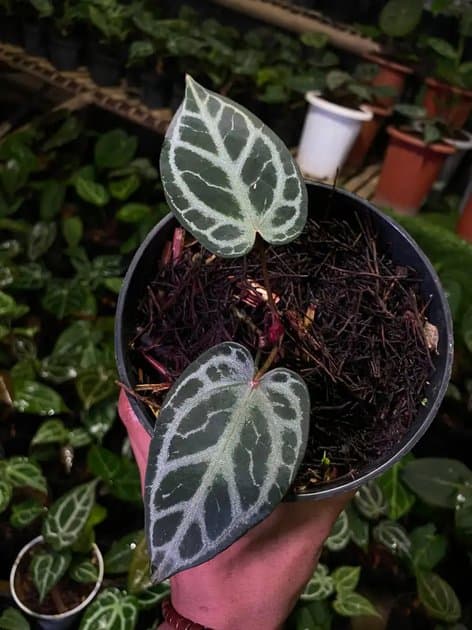 Michelle x Rc — Anthuriums for sale on Inflos