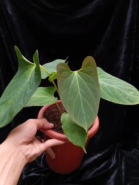 Kos x Blacsweet Long Sword Leaf — Anthuriums for sale on Inflos