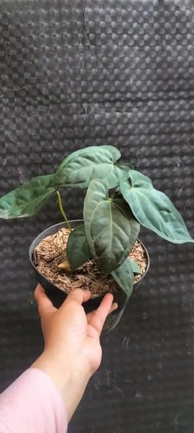 Anthurium Goliath — Anthuriums for sale on Inflos