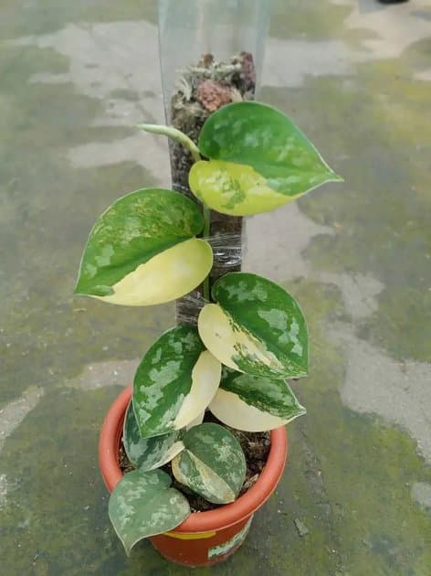 Scindapsus Kalimantaru — Others for sale on Inflos