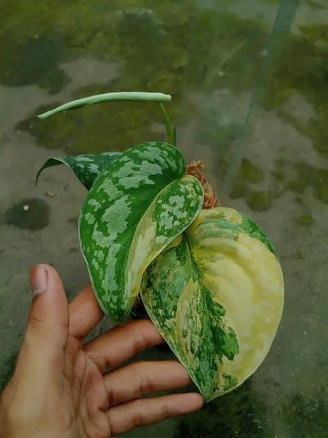 SC.mayari Aurea — Others for sale on Inflos