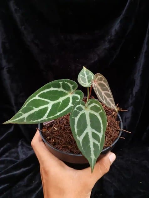 Anthurium Michelle Self — Anthuriums for sale on Inflos